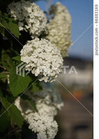 White hydrangea on the road 66883169