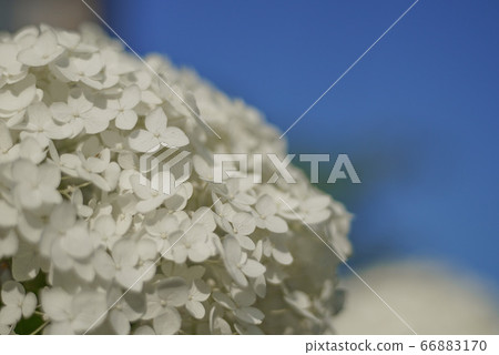 藍天和白繡球 66883170