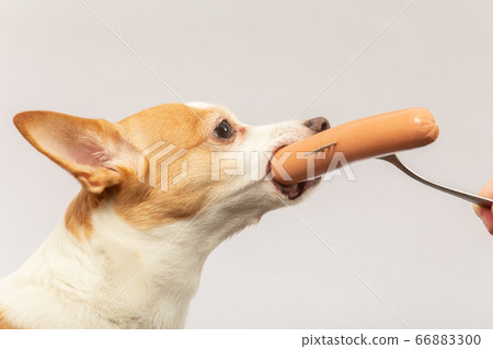 Can chihuahuas clearance eat sausage