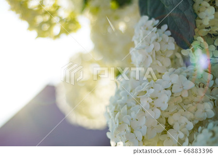 美麗的繡球花 美麗的繡球花 66883396