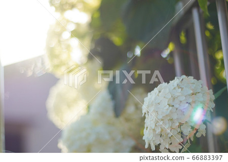 背光和白色繡球花 66883397