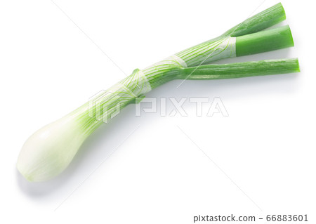 Leek  or green spring onion stem with bulb 66883601