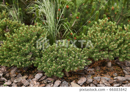 mugo pines in landscaping mugo pines in landscaping 66883842