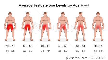 Testosterone level chart with age and Stock Illustration