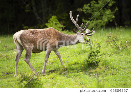 Calm red deer eating bush on meadow during summer. 66884367