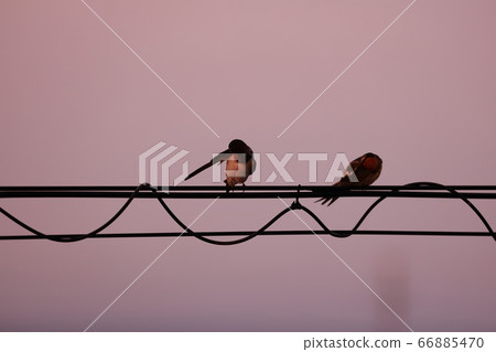 Swallow Swallow 66885470
