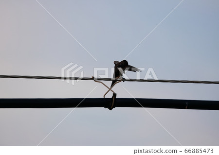 Swallow Swallow 66885473