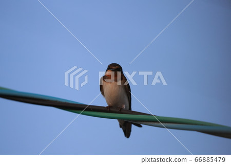 Swallow Swallow 66885479