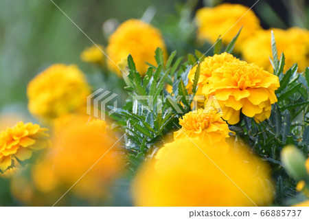 Marigold crowd, front blur 66885737