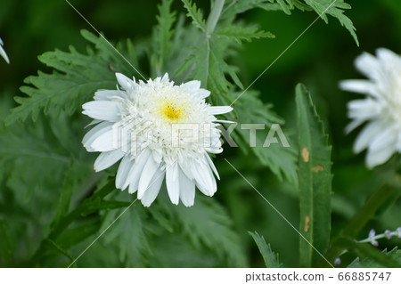 白花開綠色 白花開綠色 66885747