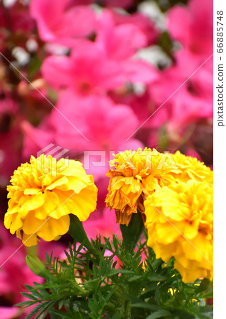 Marigold azalea background vertical ver. 66885748