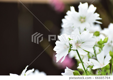 白花黑色背景 白花黑色背景 66885764