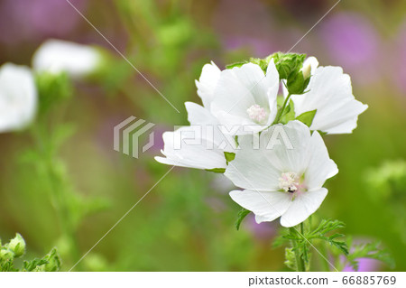 白花綠色背景 白花綠色背景 66885769