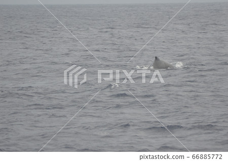 座頭鯨背鰭（喀拉瑪群島近海/沖繩縣） 66885772