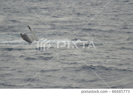 Humpback whale tail fin (Kerama Islands inshore/Okinawa Prefecture) 66885773