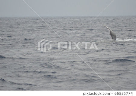 The humpback whale 'Pex wrap' (the action to hit the sea surface with the chest billet) (Kerama Islands Kinkai / Okinawa Prefecture) 66885774