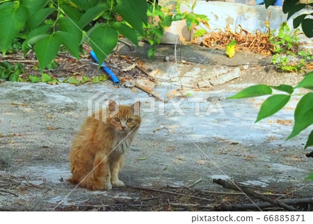 長貓餓了 66885871