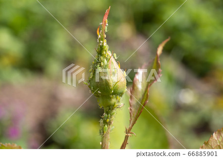 Rose flower infested with aphids.   66885901