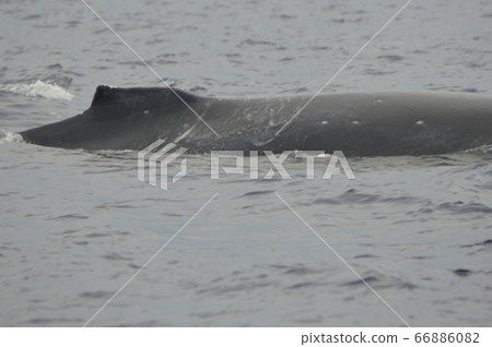 駝背鯨的背（凱拉馬群島內陸/沖繩縣） 66886082