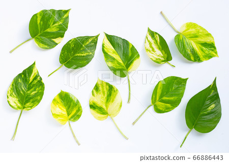Golden pothos or devil's ivy leaf on white Golden pothos or devil's ivy leaf on white 66886443