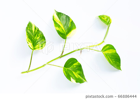 Golden pothos or devil's ivy leaf on white Golden pothos or devil's ivy leaf on white 66886444