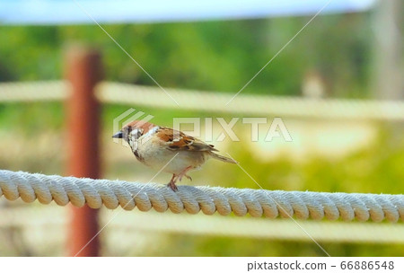Rope Sparrow 66886548
