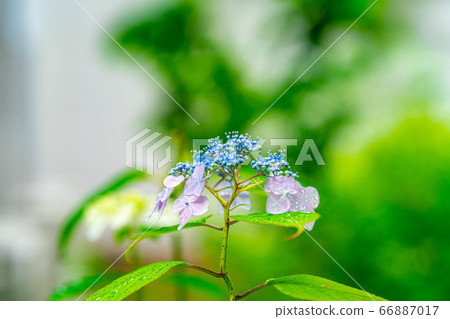 繡球花與水滴[長野縣] 66887017