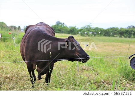 Japanese beef Japanese beef 66887151