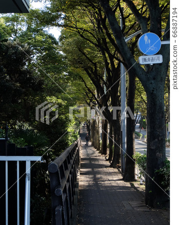Tree-lined road in front of Canon headquarters in Ota-ku, Tokyo Tree-lined road in front of Canon headquarters in Ota-ku, Tokyo 66887194