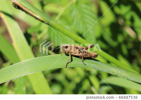 Brown grasshopper staying on leaf 66887536