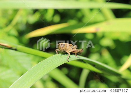 Brown grasshopper staying on leaf 66887537