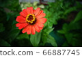 花 66887745