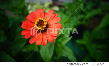 花 66887745