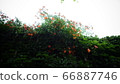 藍花楹 66887746