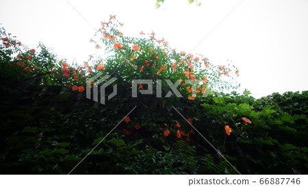 藍花楹 藍花楹 66887746