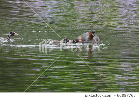 Grebe's parenting 5 66887765
