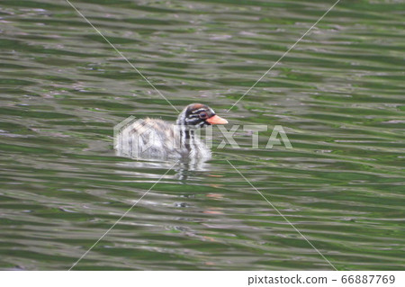 格里布的育兒1 66887769