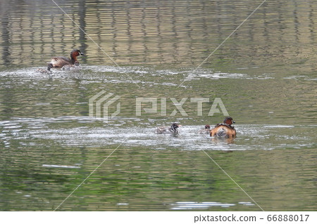 Grebe's parenting 16 Grebe's parenting 16 66888017