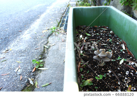 Mushrooms growing on planters 66888120