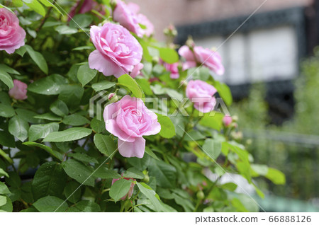Roses blooming in the garden (after the rain) 66888126
