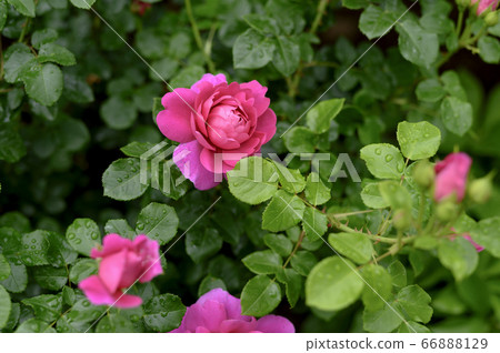 Roses blooming in the garden (after the rain) Roses blooming in the garden (after the rain) 66888129