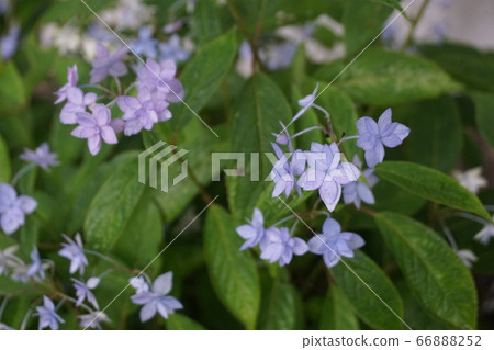Shichidan Kayama Hydrangea Shichidan Kayama Hydrangea 66888252