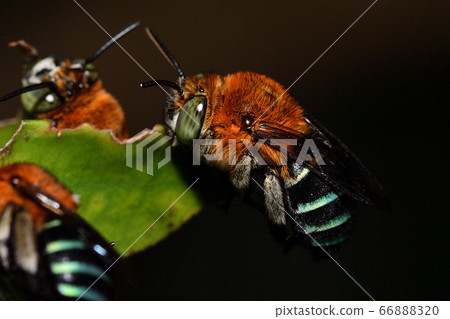 Blue-skin waist thick flower bee resting collectively in the evening 66888320
