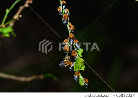 Blue-skin waist thick flower bee resting collectively in the evening Blue-skin waist thick flower bee resting collectively in the evening 66888327