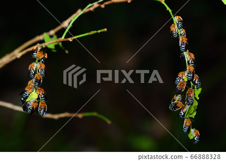 Blue-skin waist thick flower bee resting collectively in the evening 66888328