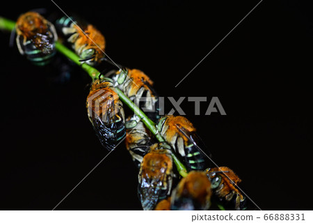 Blue-skin waist thick flower bee resting collectively in the evening Blue-skin waist thick flower bee resting collectively in the evening 66888331