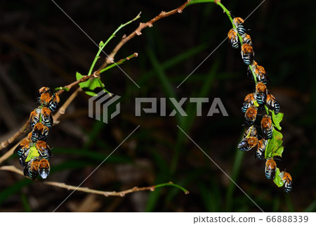 晚上集體休息的藍皮腰厚花蜂 晚上集體休息的藍皮腰厚花蜂 66888339