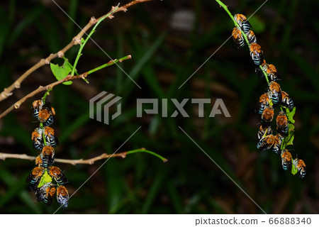 Blue-skin waist thick flower bee resting collectively in the evening Blue-skin waist thick flower bee resting collectively in the evening 66888340