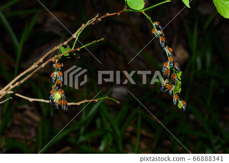 Blue-skin waist thick flower bee resting collectively in the evening 66888341
