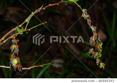 Blue-skin waist thick flower bee resting collectively in the evening Blue-skin waist thick flower bee resting collectively in the evening 66888343